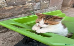 Mixed Breed cats for sale: Beautiful kittens for sale - Image 18