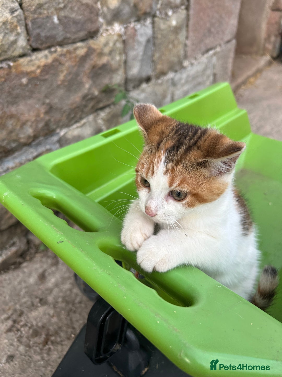 Mixed Breed cats for sale: Beautiful kittens for sale - Image 18