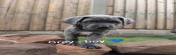 Cane Corso dogs for sale: Blue cane corso puppies  - Advert 18