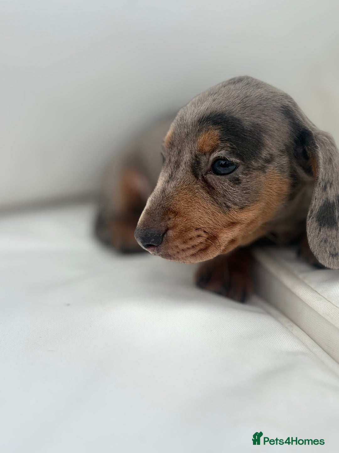 Miniature Dachshund dogs for sale: Beautiful babies - Image 11