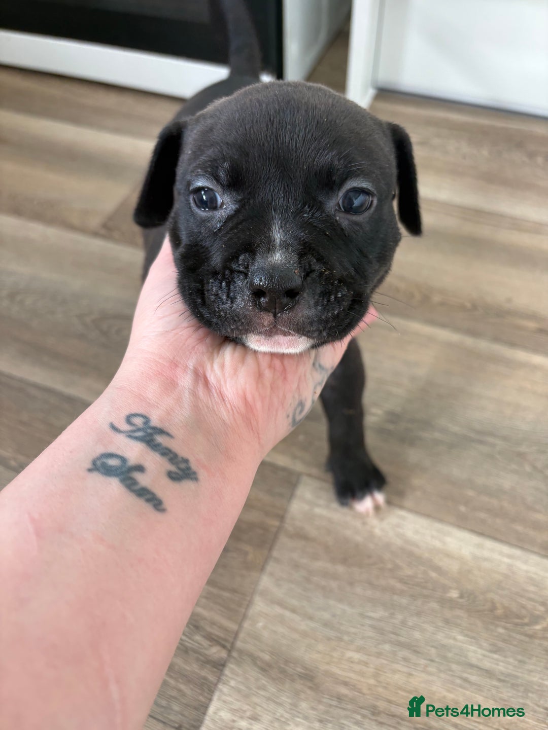 Mixed Breed dogs for sale: Staffie x puppies  - Advert 7
