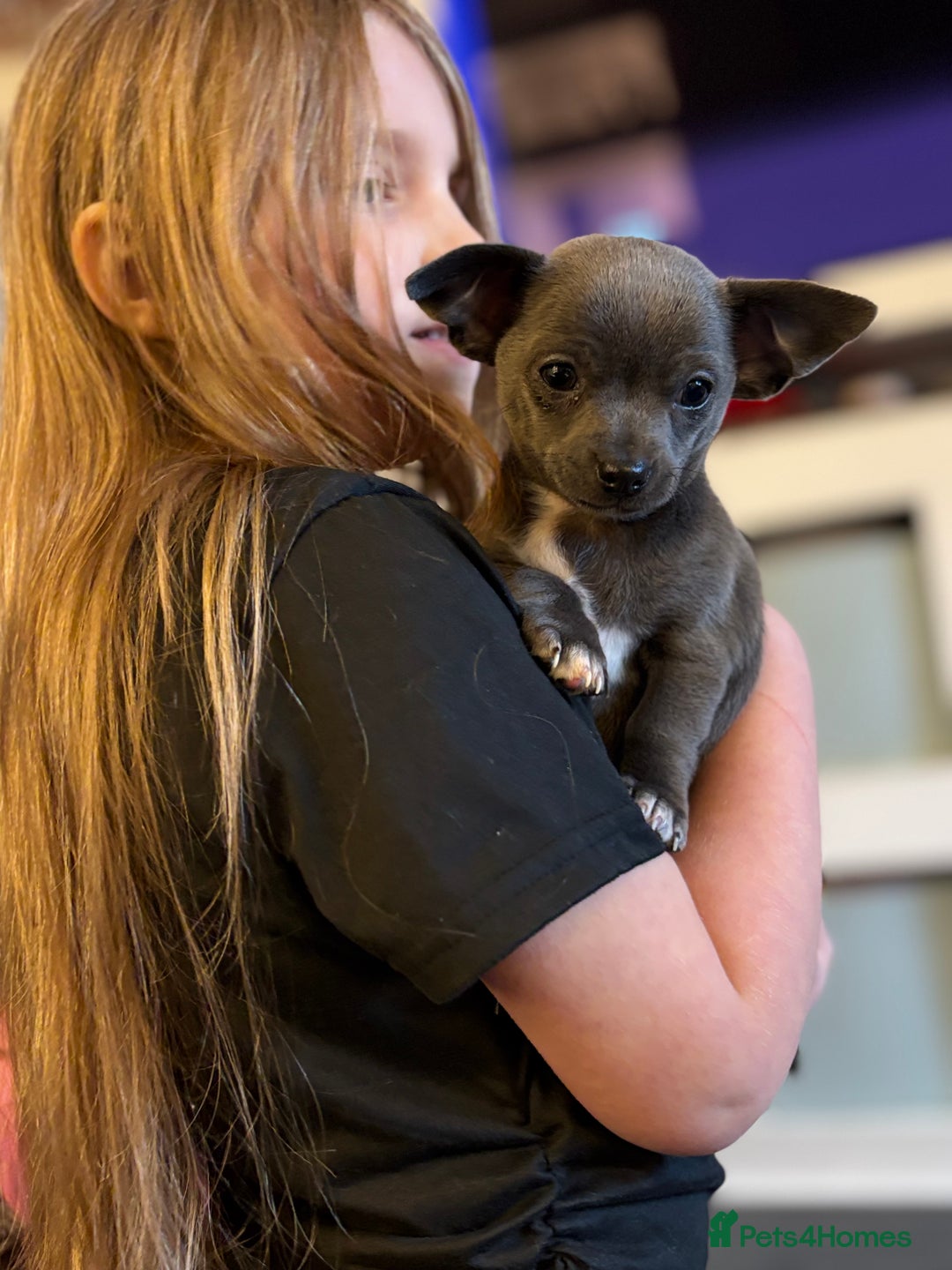 Chihuahua dogs for sale: Blue chihuahua puppies - Advert 9