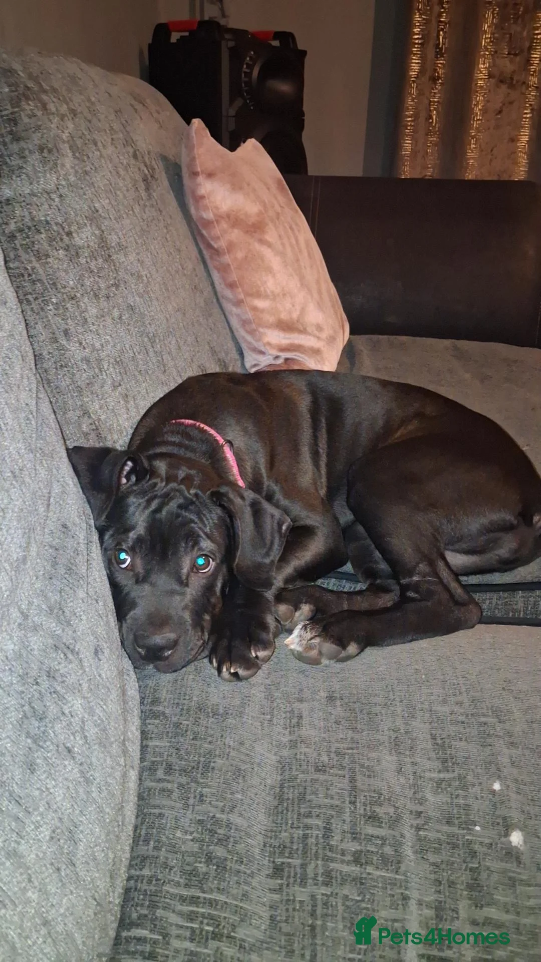 Mixed Breed dogs for sale: Cane corso puppy - Advert 1