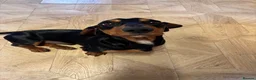 Dachshund dogs for sale: 7 Month old Dashshund Male puppy in Manchester - Advert 2