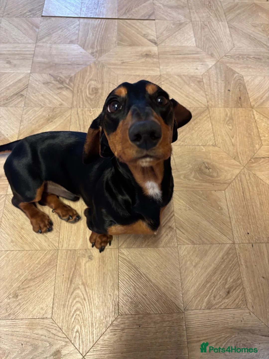 Dachshund dogs for sale: 7 Month old Dashshund Male puppy in Manchester - Advert 2