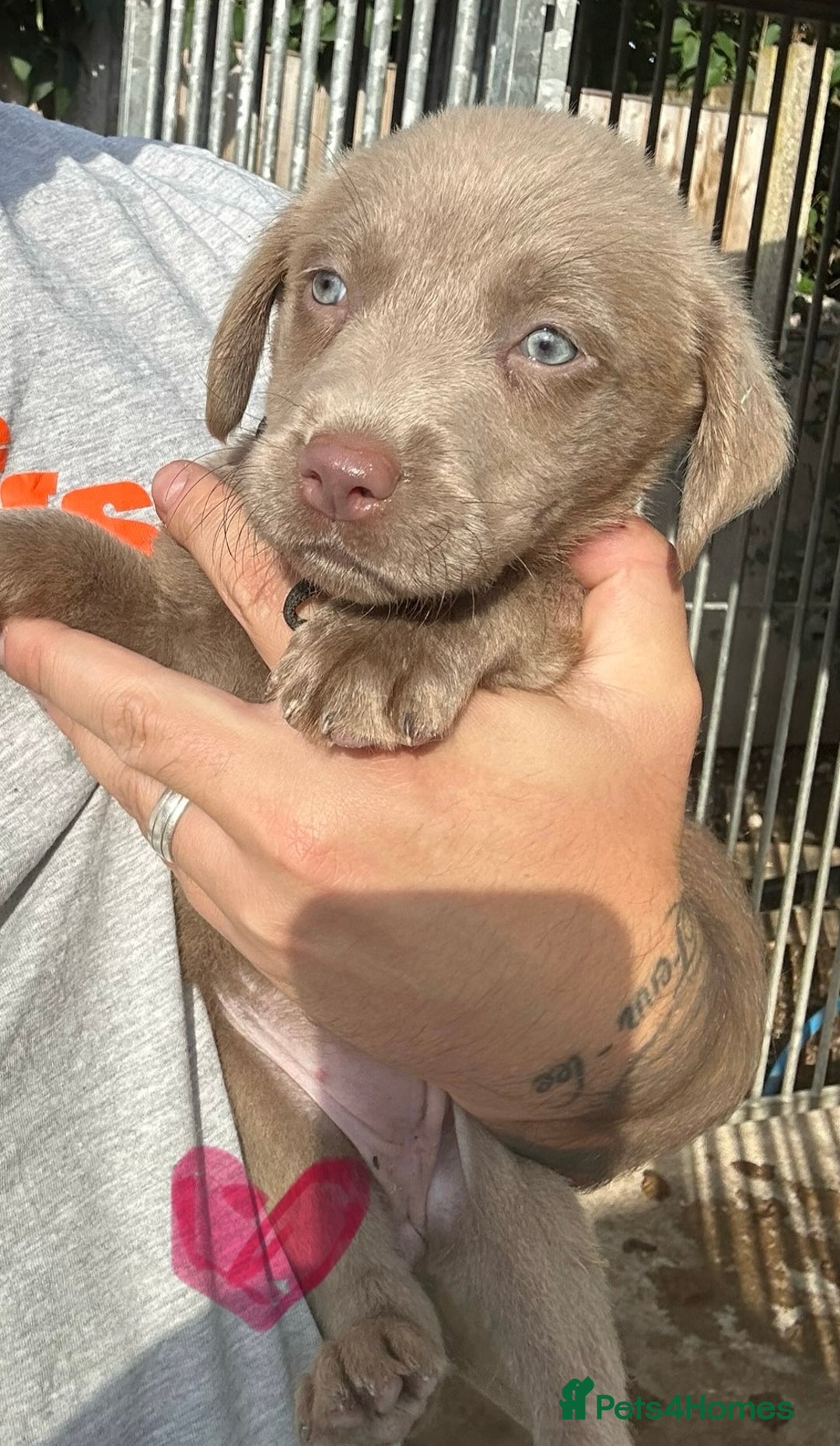 Labrador Retriever dogs for sale:  KC registered Silver and silver and tan labs  - Image 13