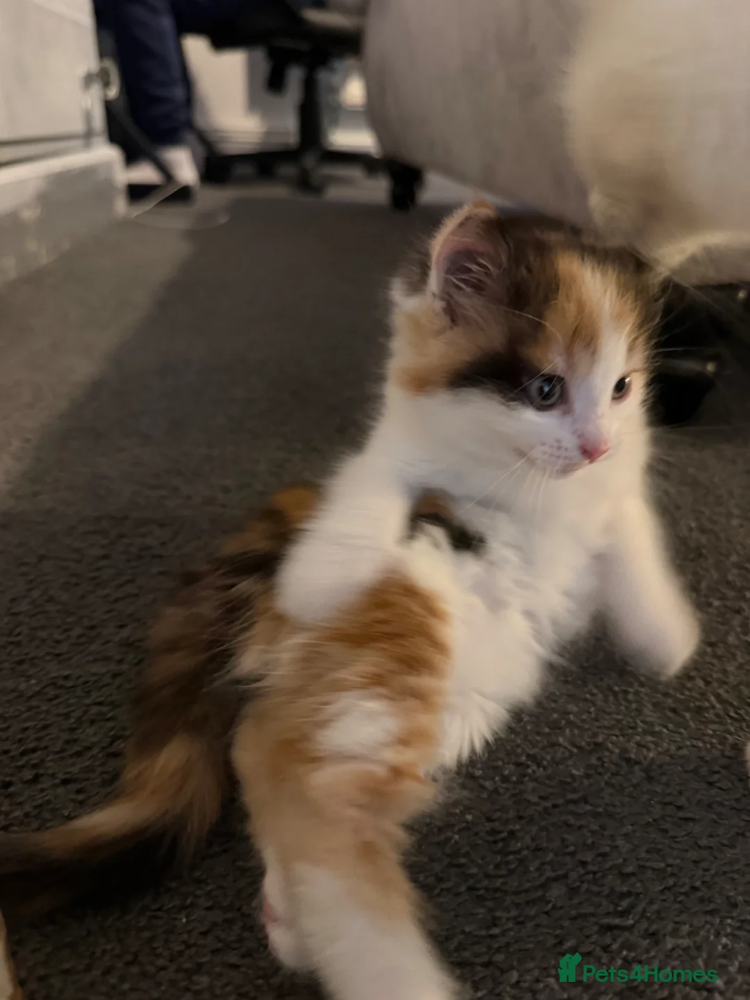 Mixed Breed cats for sale: 3 beautiful kittens  in Horsham - Advert 5