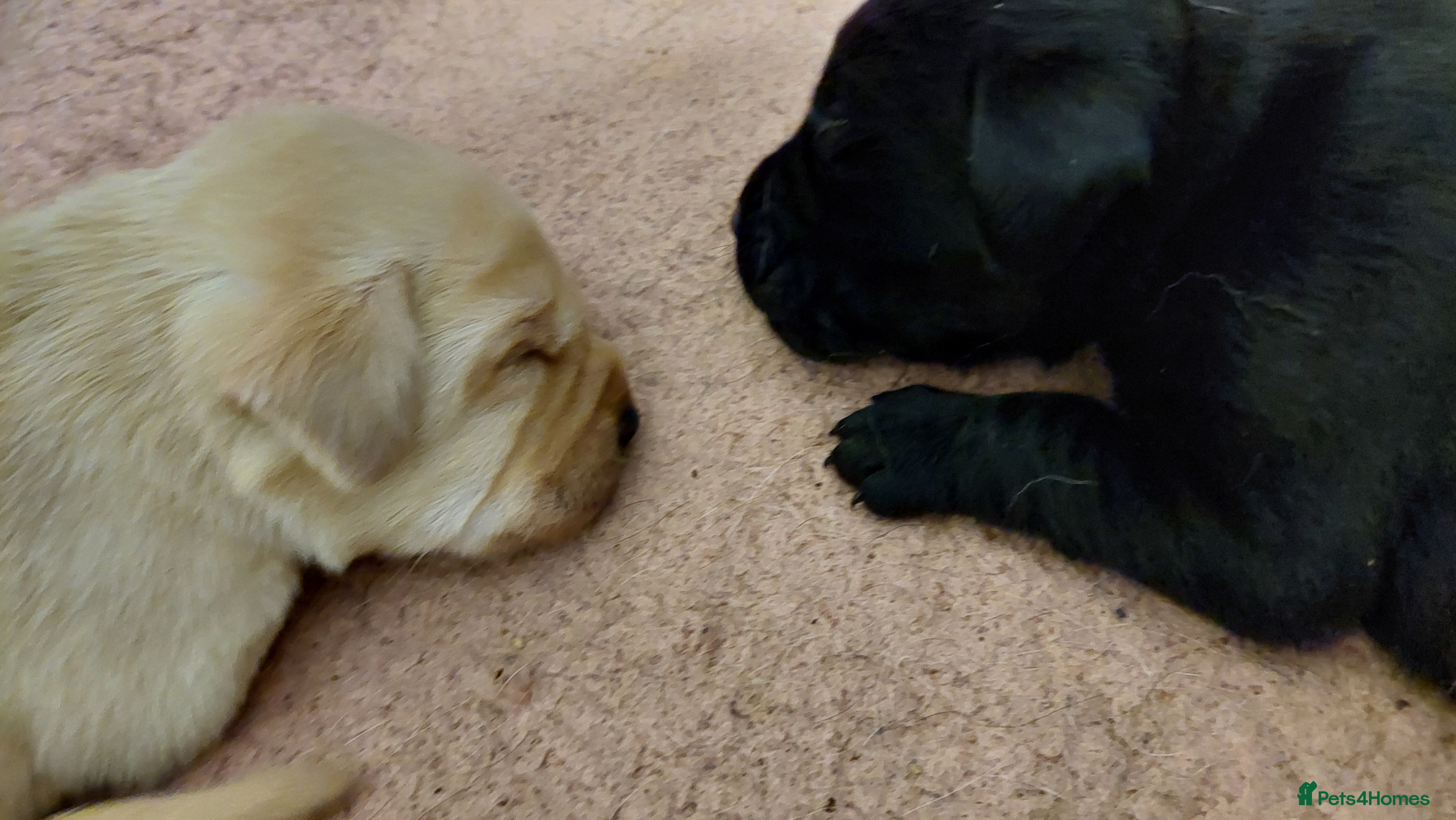 Labrador Retriever dogs Pedigree labrador puppies for sale  - Advert 1