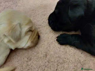 Labrador Retriever dogs Pedigree labrador puppies for sale - Advert 1