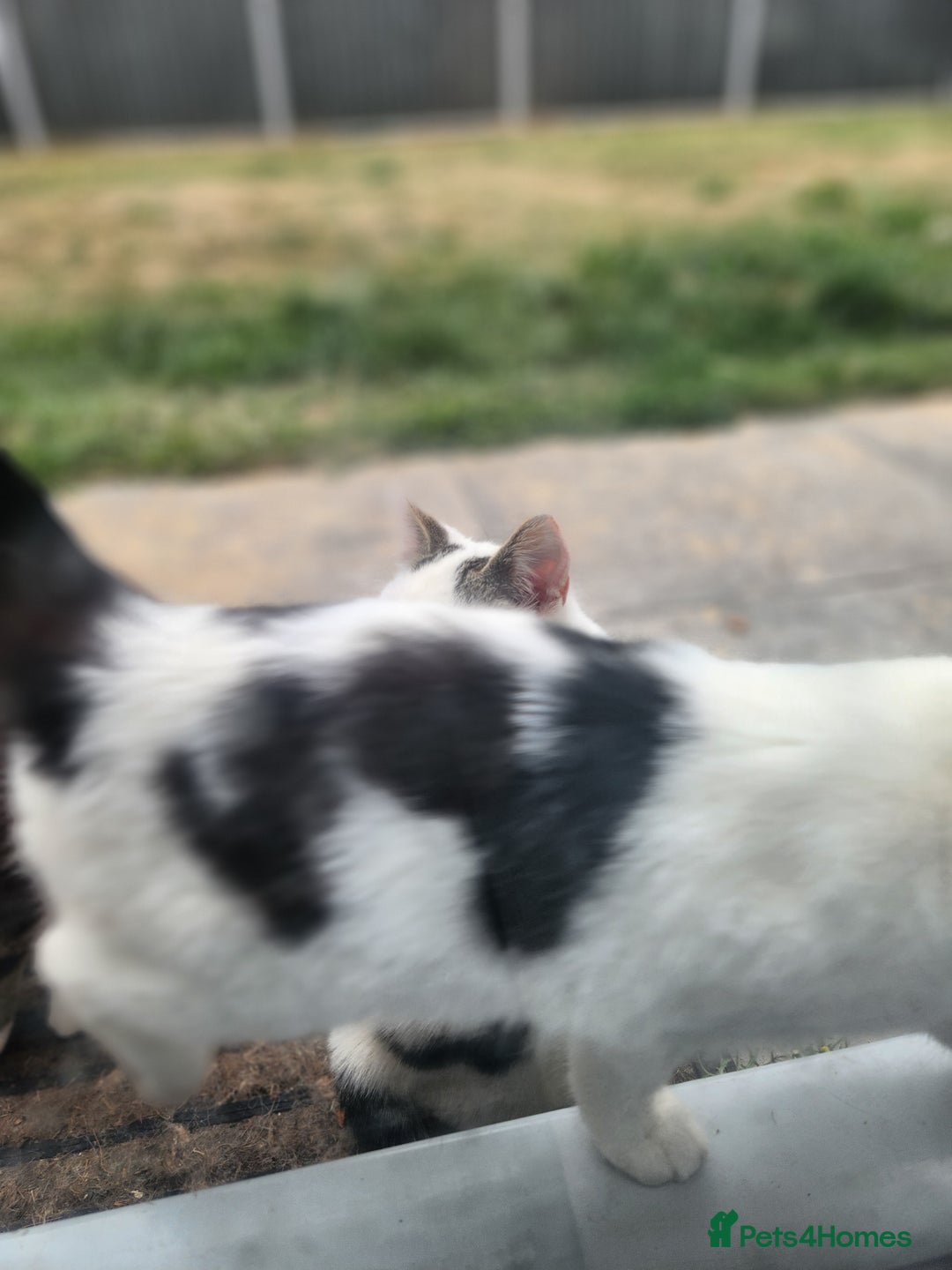 Domestic Shorthair cats for sale: Female kittens - Image 9