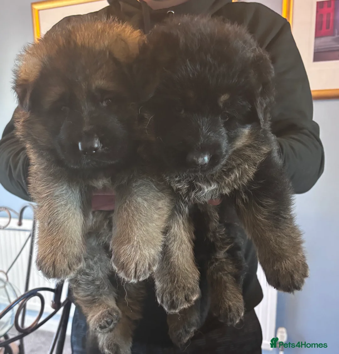 German Shepherd dogs for sale: kc registered german shepherd puppies for sale in Stanley - Advert 2