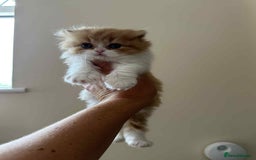 British Shorthair cats for sale: British Shorthair Pedigree Kittens - Image 9