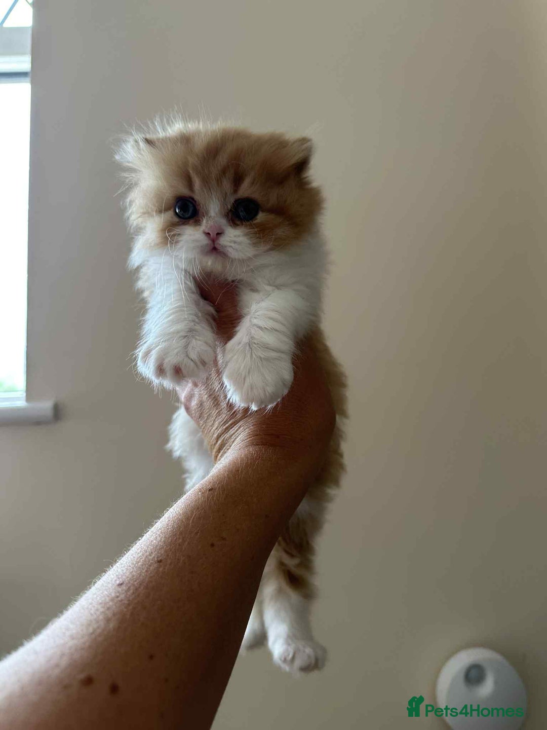 British Shorthair cats for sale: British Shorthair Pedigree Kittens - Image 9