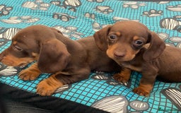 Dachshund dogs for sale: Dachshund puppies  - Image 3