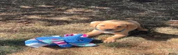 Labrador Retriever dogs for sale: KC registered Labradors - Advert 5