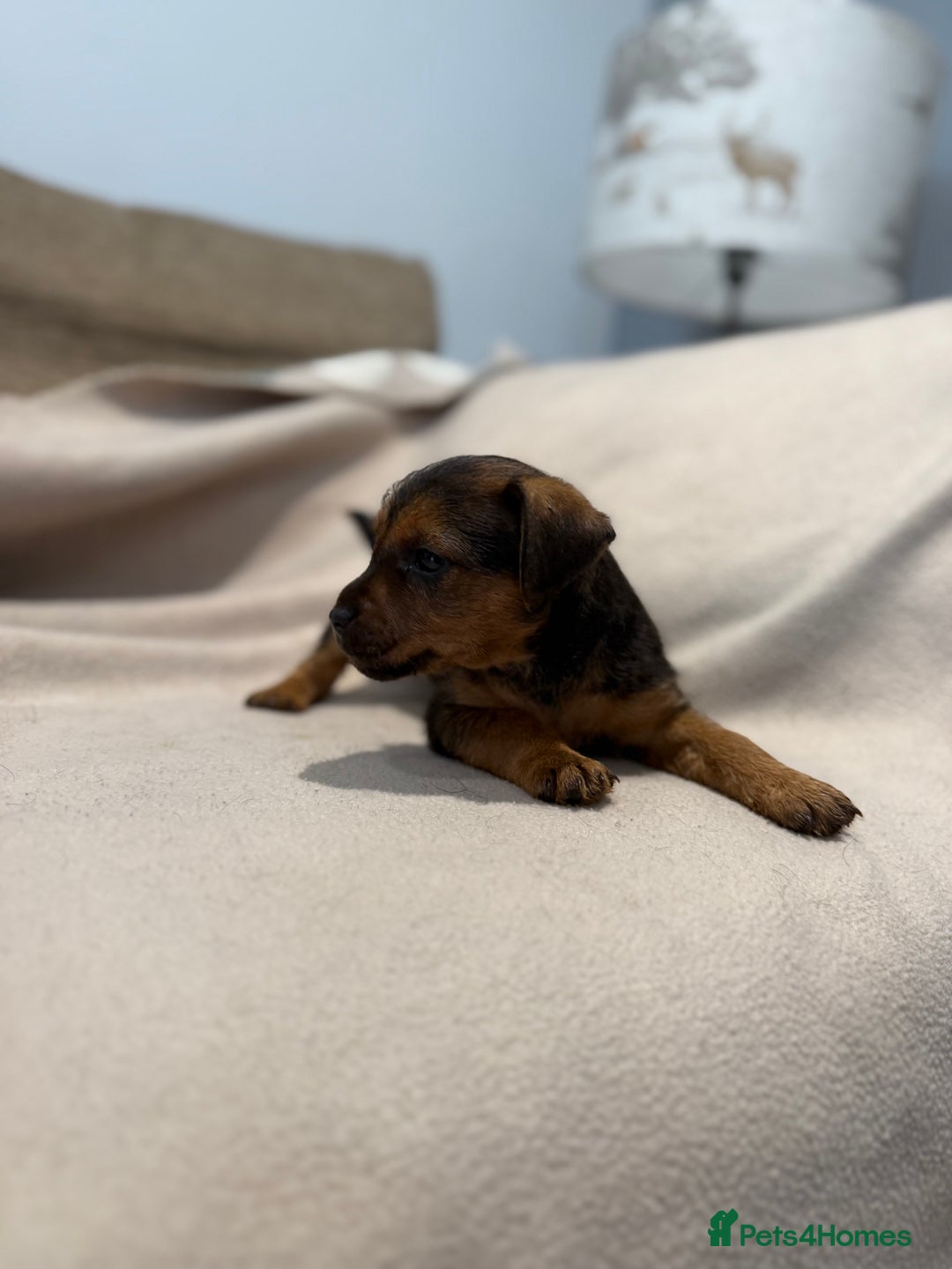 Patterdale Terrier dogs for sale: Patterdale puppies looking for forever homes  - Advert 5