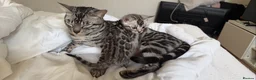 Bengal cats for sale: BENGAL 🔥 KITTENS TICA REGISTERED  - Advert 15