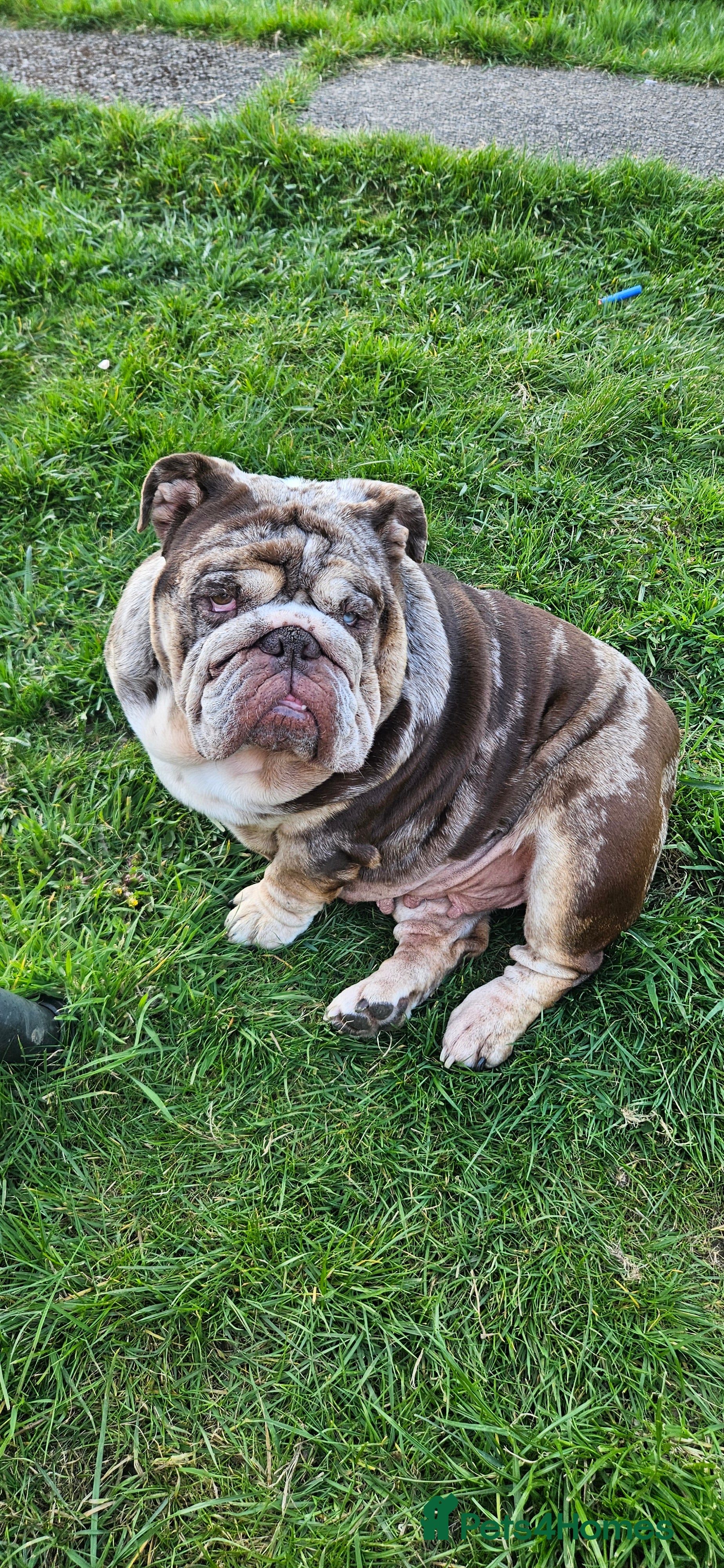 English Bulldog dogs Stunning Chocolate Merle Female English Bulldog - Advert 1