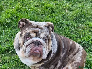 English Bulldog dogs Stunning Chocolate Merle Female English Bulldog - Advert 1