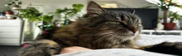 Mixed Breed cats for sale: Beautiful Girl searching for a loving home - Advert 12