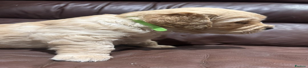 Golden Male Puppy 1