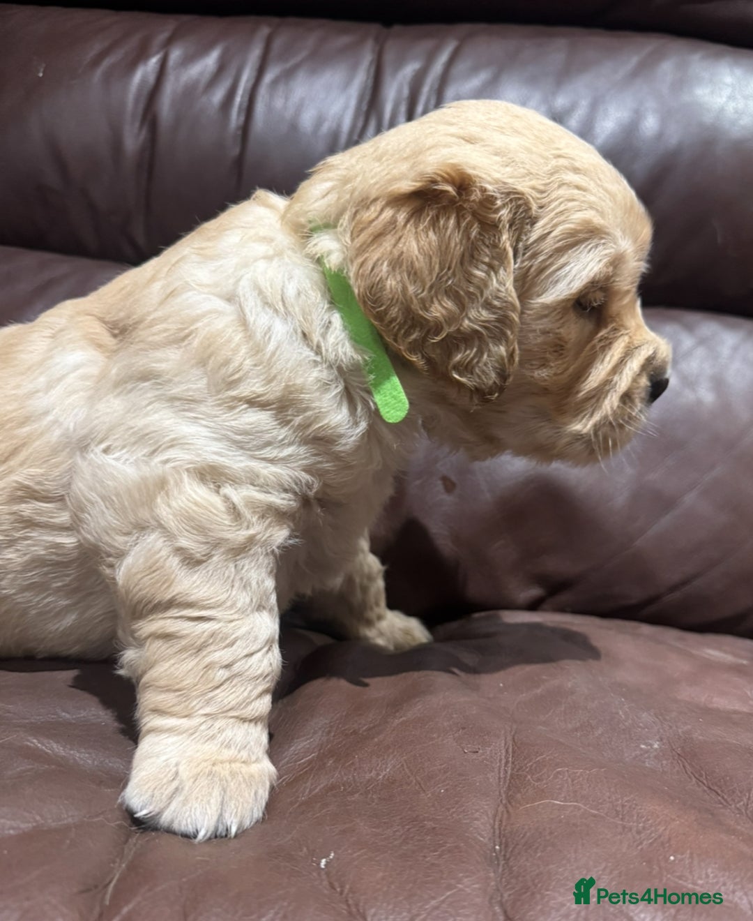 Golden Retriever dogs for sale: 2 chunky golden retriever male puppies  - Image 1