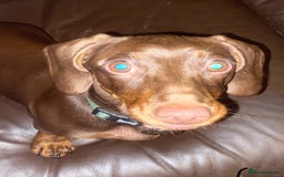 Dachshund dogs for sale: Dashmund - Male for sale  - Image 2