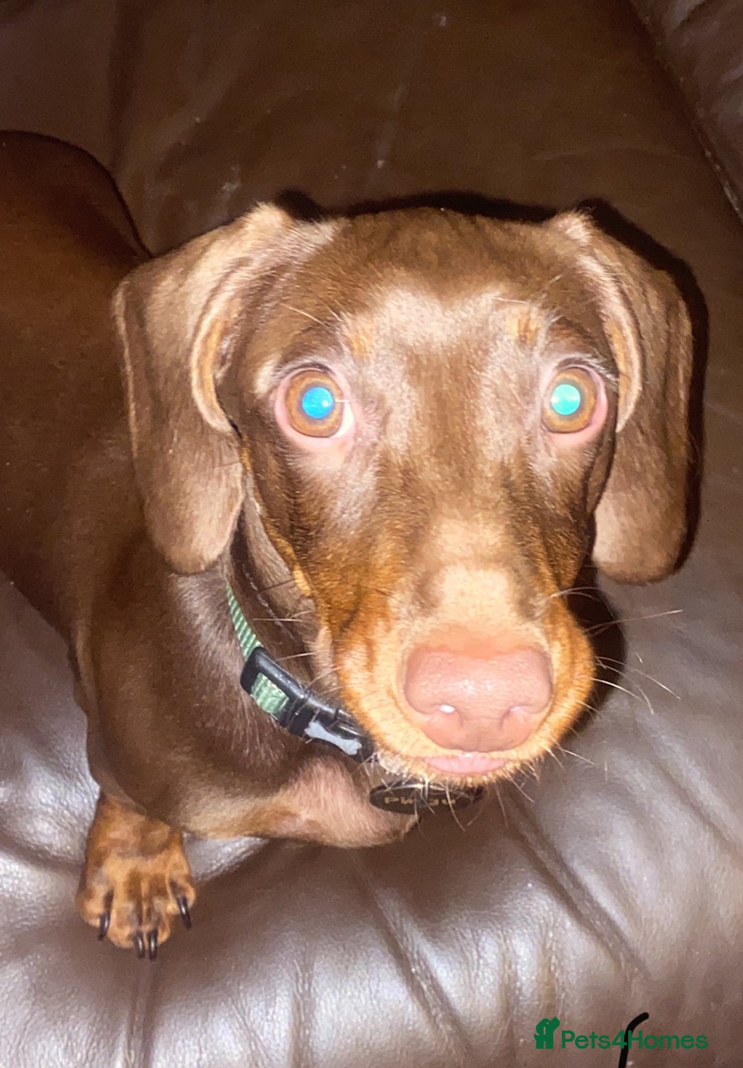 Dachshund dogs for sale: Dashmund - Male for sale  - Image 2