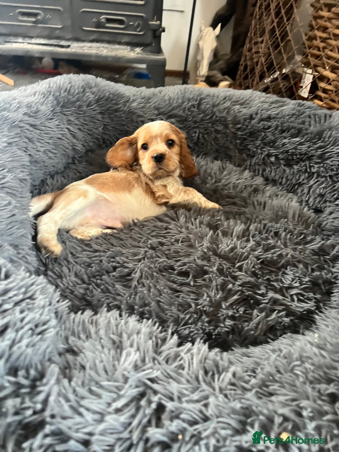 Cocker Spaniel dogs for sale: 🐾 Cocker Puppies 🐾 - Image 4