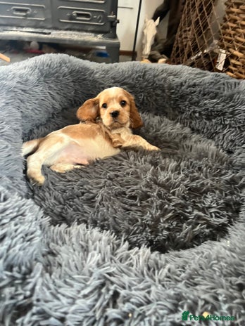 Cocker Spaniel dogs - Advert 2