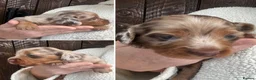 Miniature Dachshund dogs for sale: Beautiful Longhaired Miniature Dachshunds - Advert 4
