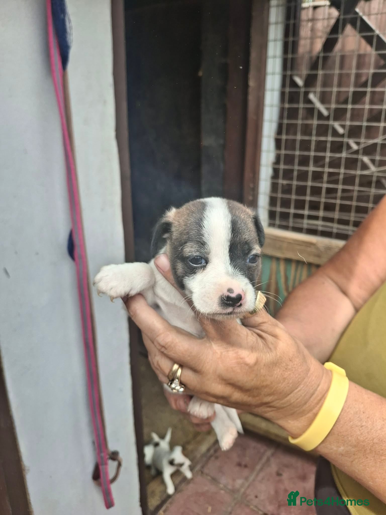 Jack Russell dogs for sale: Jack Russell puppys in Enfield - Advert 7