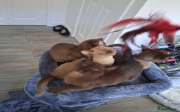 Burmese cats for sale: Stunning burmese kittens available. - Image 12