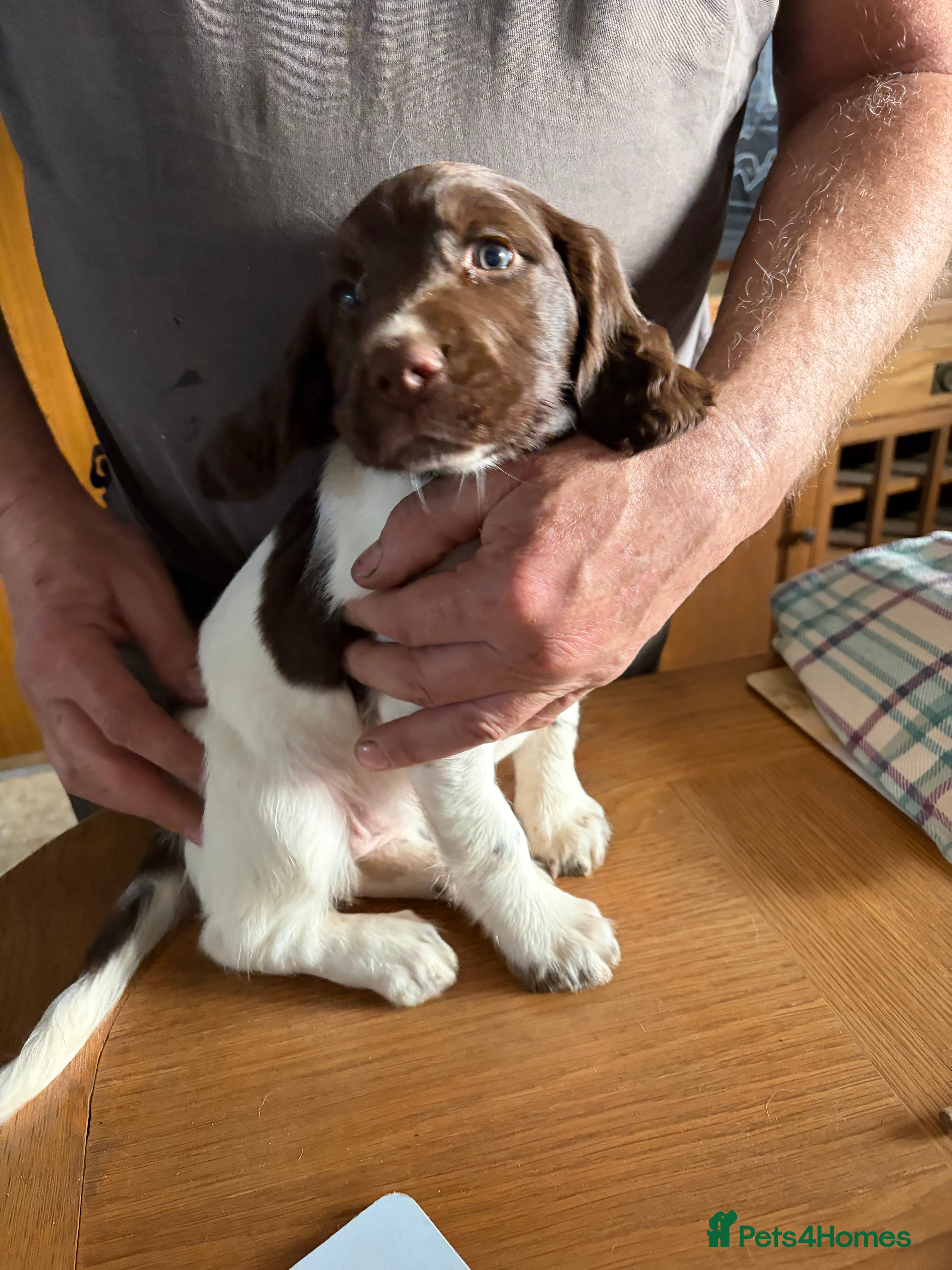 English Springer Spaniel dogs English Springer spaniel  - Advert 2