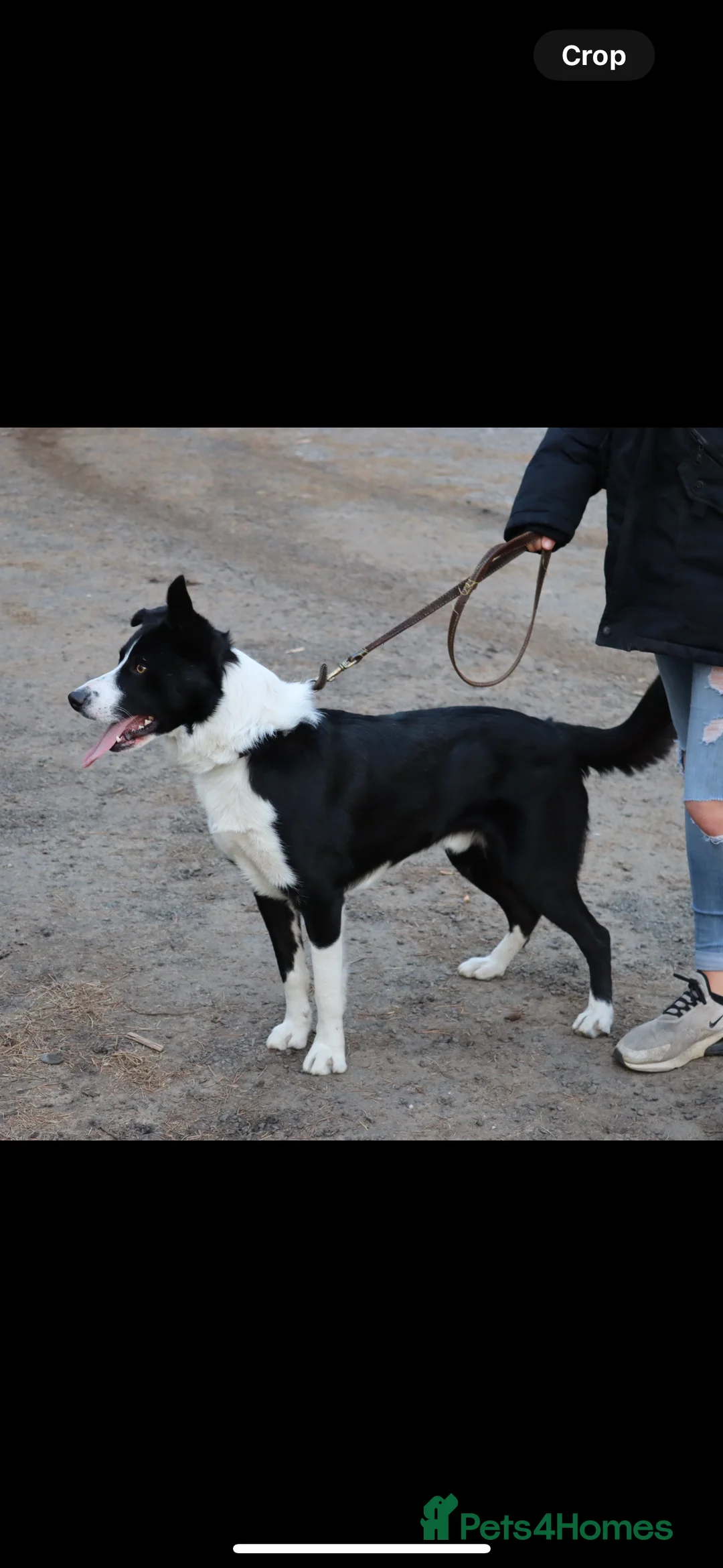 Border Collie dogs for stud: Proven Border Collie Stud | Strong Working Lines  - Advert 17