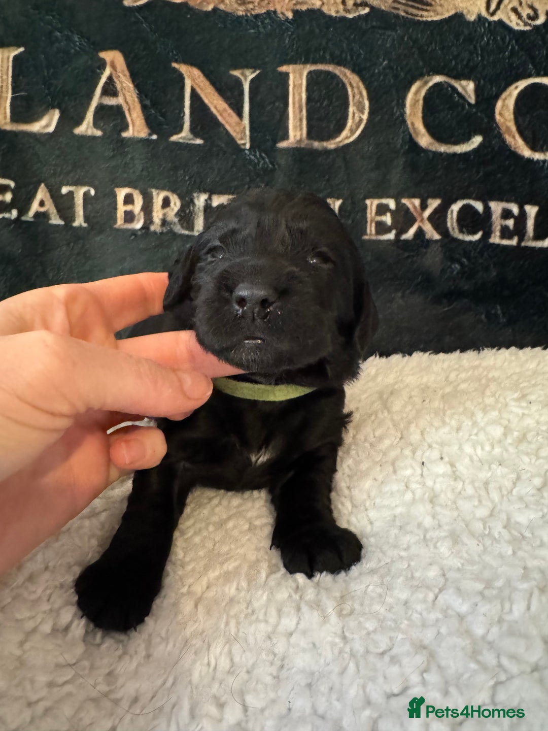 Cocker Spaniel dogs for sale: A gorgeous litter of WCS - Advert 8