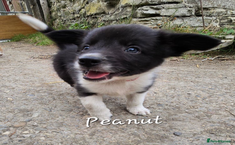 Border Collie dogs - Advert 1
