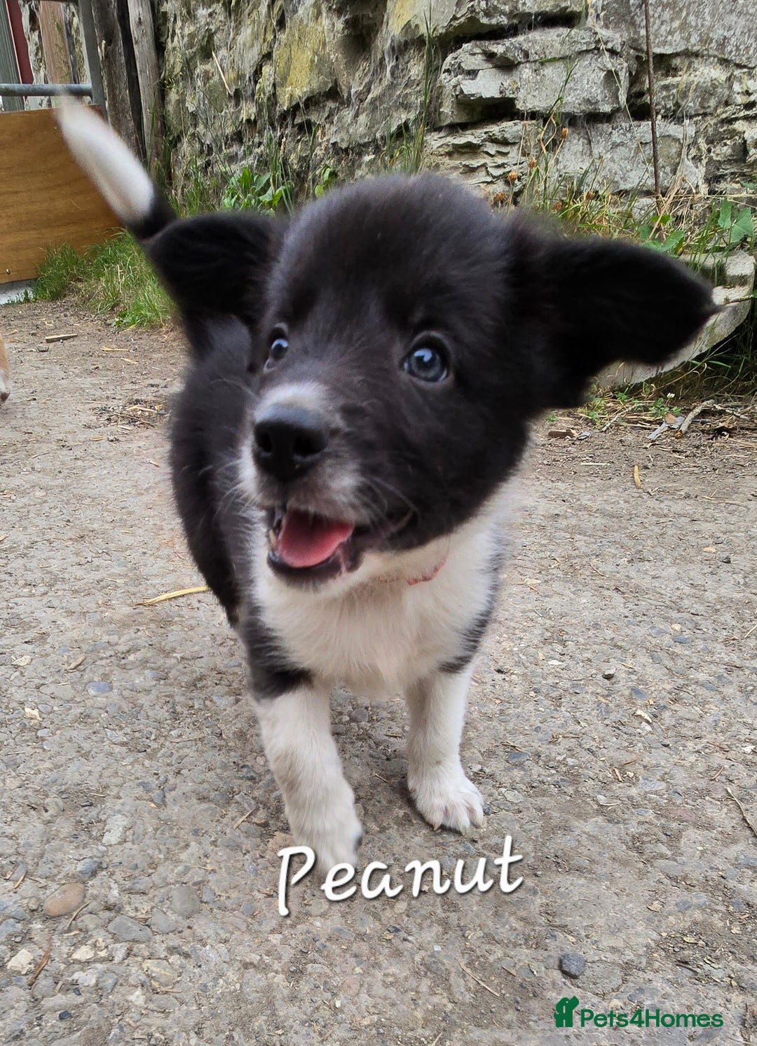 Border Collie dogs for sale:  Any farmers looking for working dogs? - Image 1