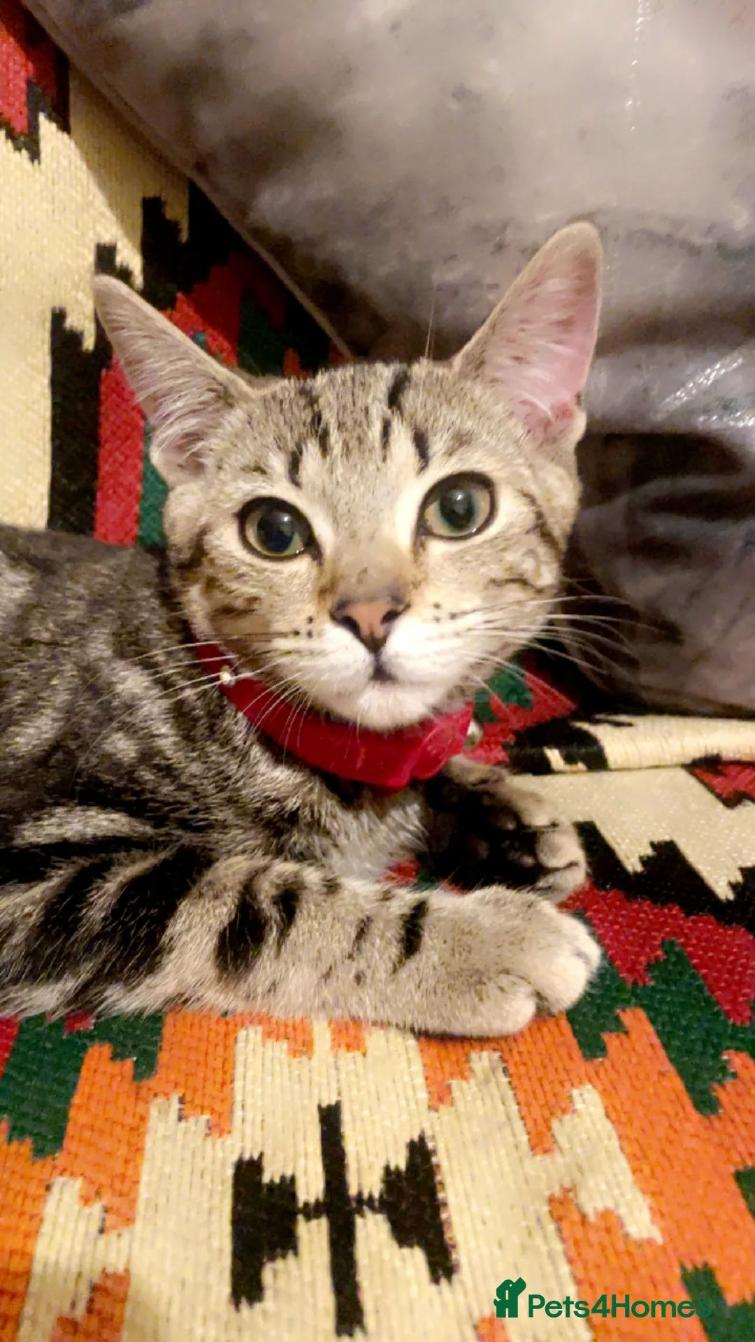 Mixed Breed cats for sale: 7 Beautiful kittens for sale 🐾🐈😻 - Advert 1