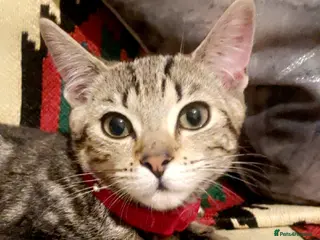 Mixed Breed cats 7 Beautiful kittens for sale 🐾🐈😻 - Advert 1