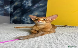 Abyssinian cats for sale: 1 sorrel Abyssinian Kitten left , Champion Line  - Advert 1