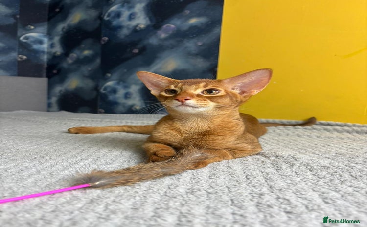 Abyssinian cats - Advert 1