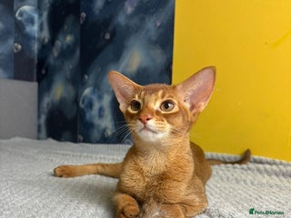 Abyssinian cats 1 sorrel Abyssinian Kitten left , Champion Line - Advert 3