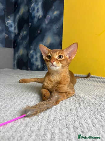 Abyssinian cats - Advert 1