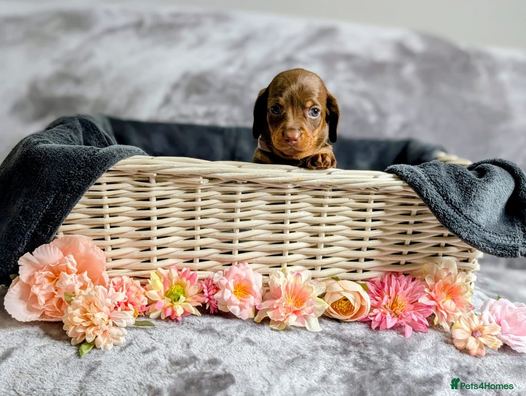 Miniature Dachshund dogs for sale: Adorable little of miniature daschunds  - Advert 25
