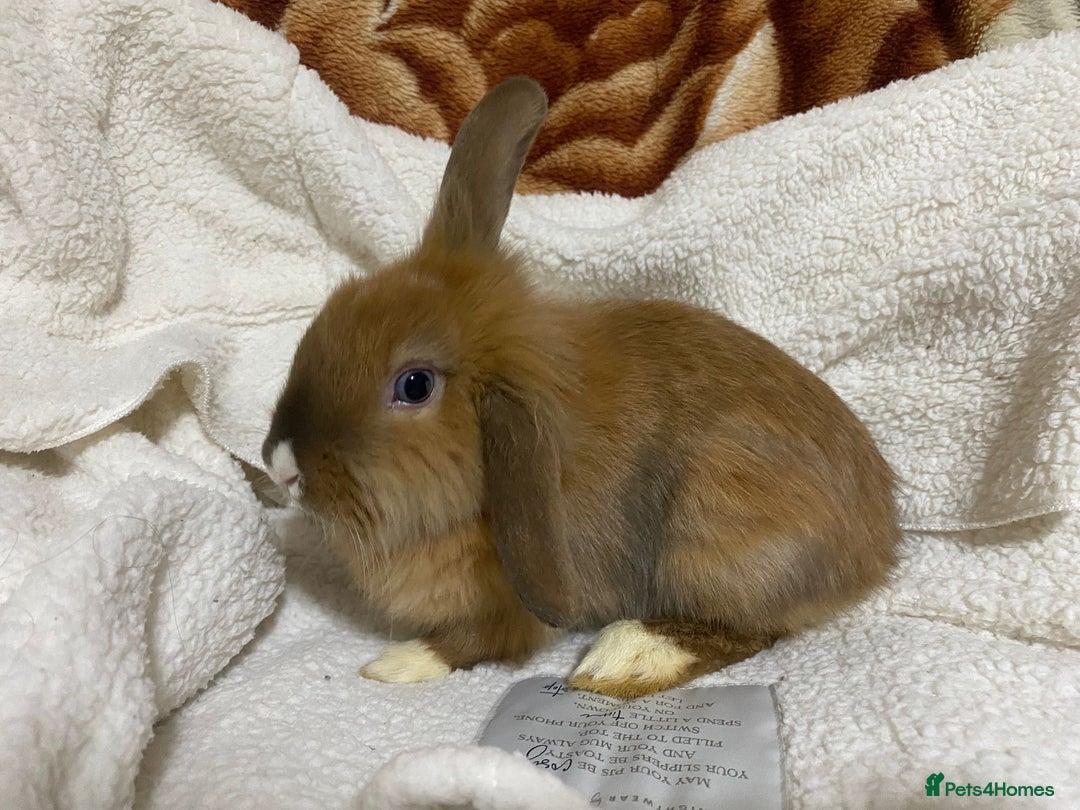 Mixed Breed rabbits for sale: Beautiful Bunnies Ready For New Homes - Advert 13
