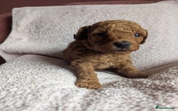 Toy Poodle dogs for sale: Tiny Red Toy Poodles Available now - Image 14