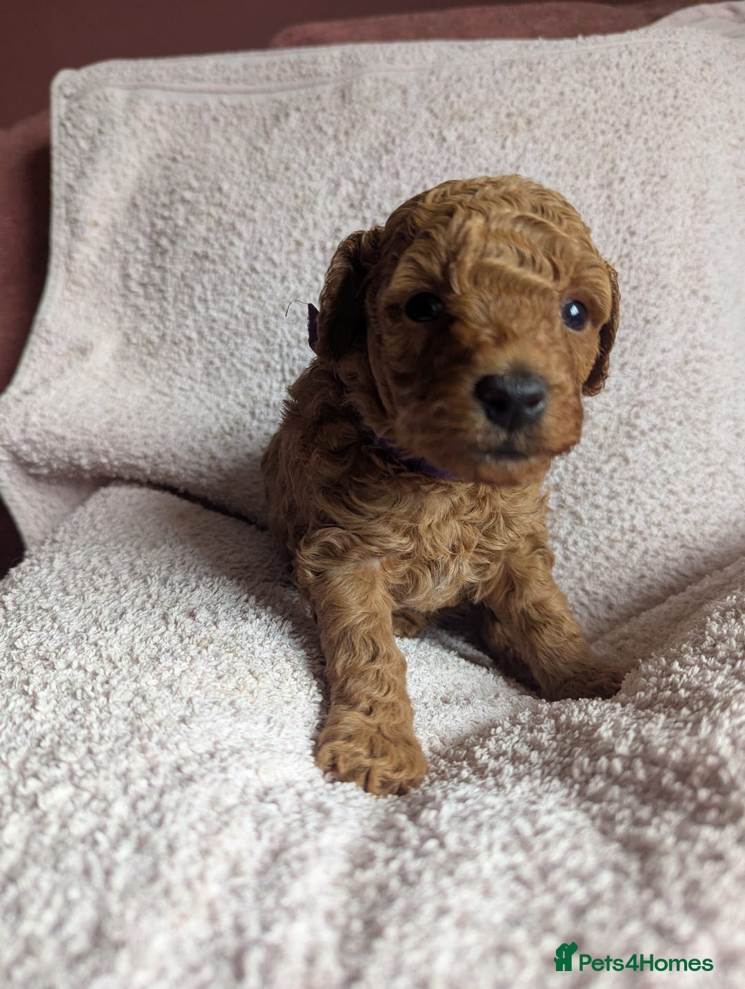 Toy Poodle dogs for sale: Tiny Red Toy Poodles Available now - Image 14