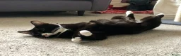 Mixed Breed cats for sale: 3 year old tuxedo female cat  - Advert 4