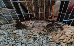 Savannah cats for sale: Savannah x Maine coon - Image 8
